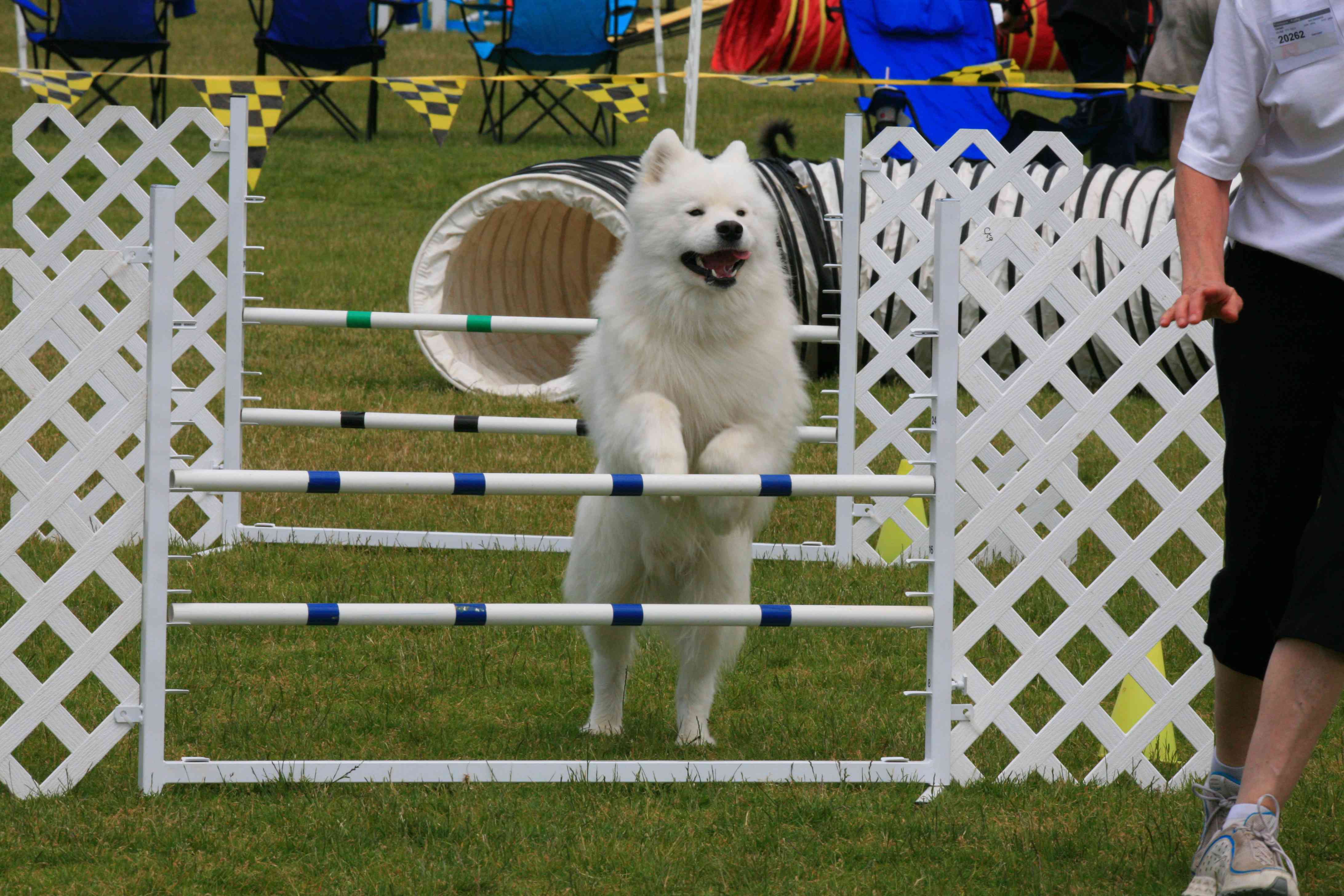 samoyed agility