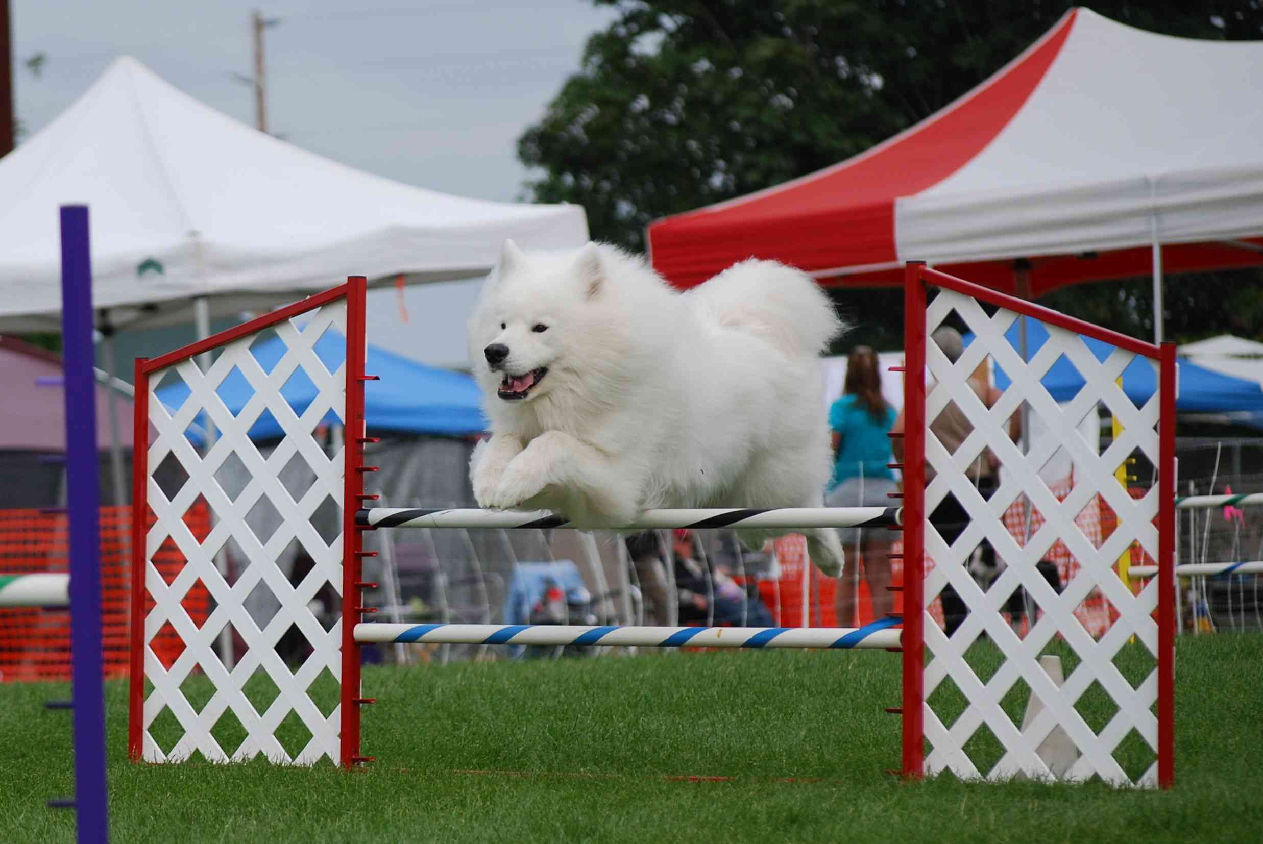 samoyed agility